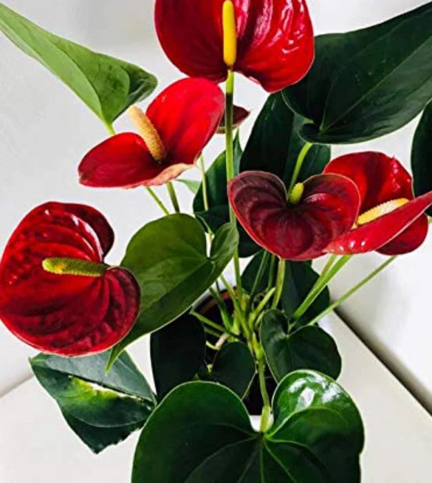 RED ANTHURIUM PLANTS