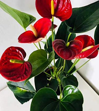 RED ANTHURIUM PLANTS
