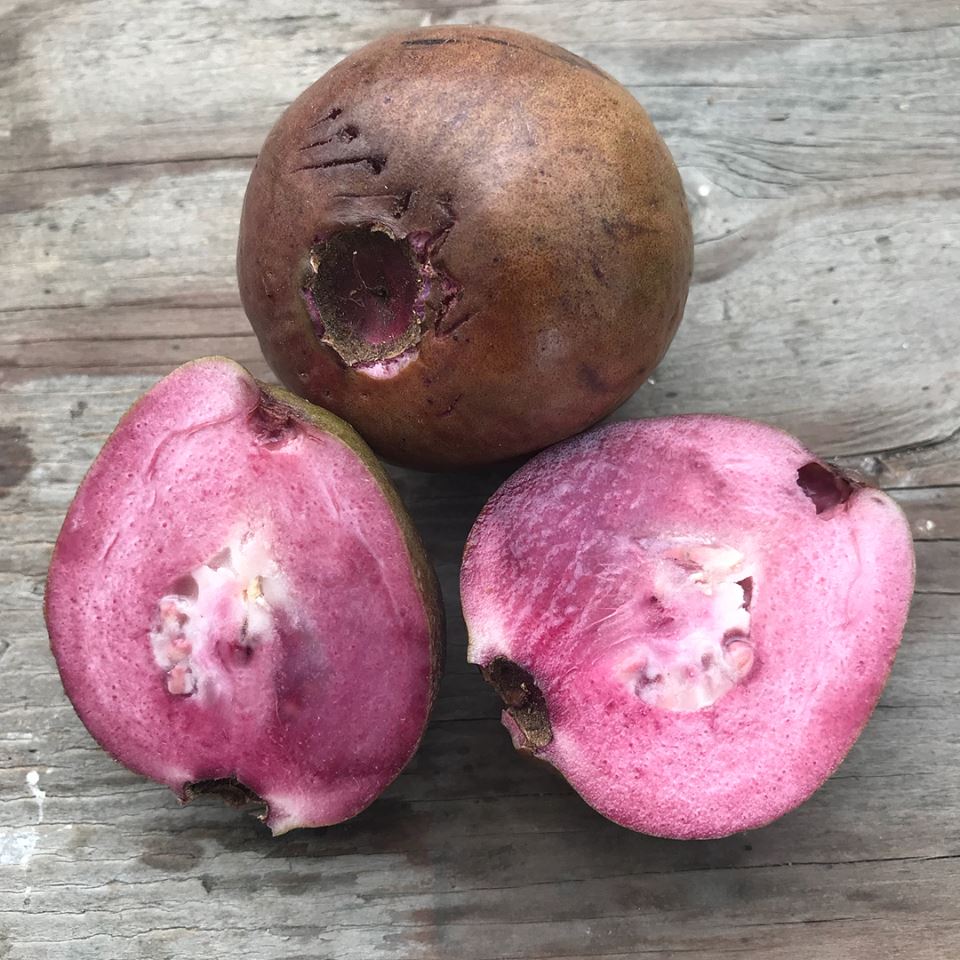 Malaysian red Guava Plants