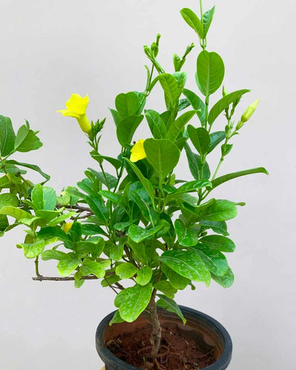 Allamanda Flower Plant(Yellow)