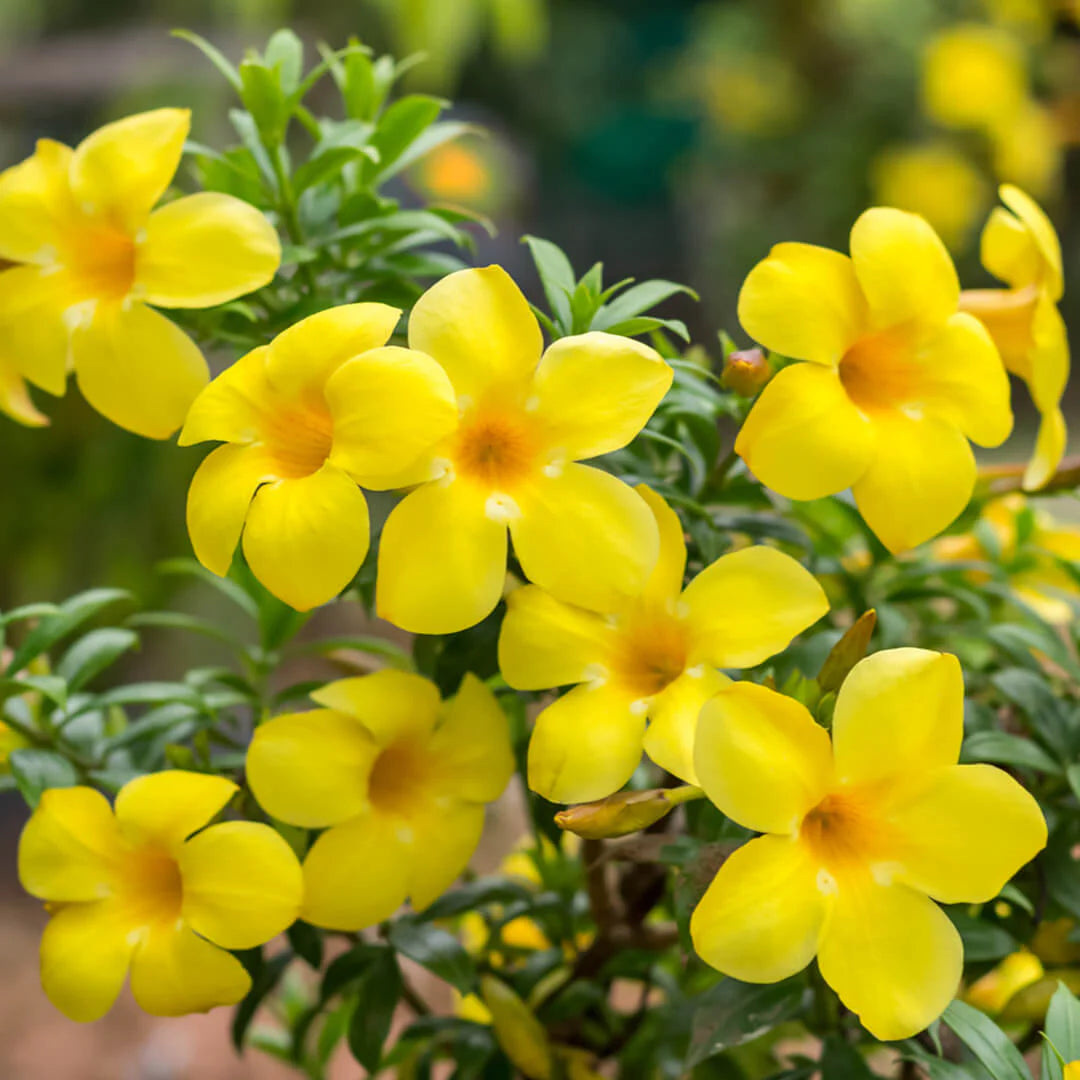 Allamanda Flower Plant(Yellow)