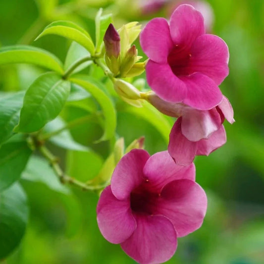 ALLAMANDA FLOWERS PLANTS (Purple)