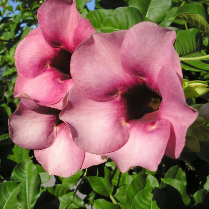 ALLAMANDA FLOWERS PLANTS (Purple)