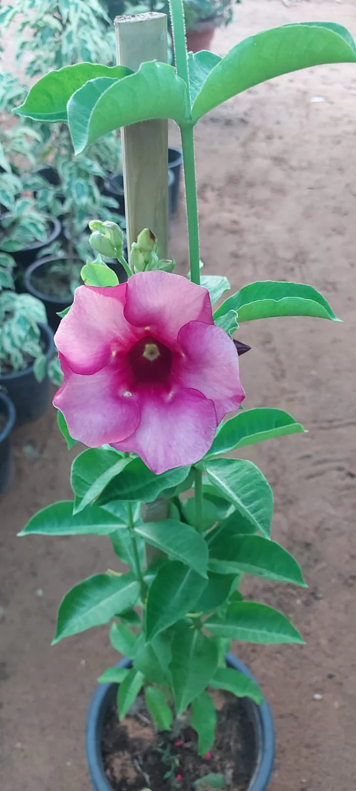 Allamanda flower plants Light Pink