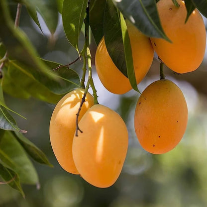 Alphonso Mango Grafting Plant