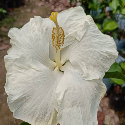 Australia Hibiscus Flowers Plants (WHITE)