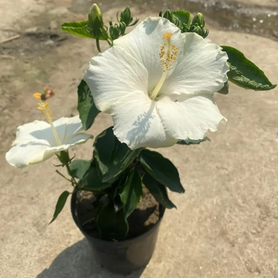 AMERICAN HIBISCUS FLOWERS PLANTS (WHITE)