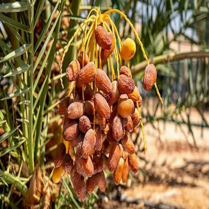 Dwarf Arabian Date Fruit Plant