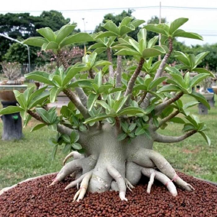 Adenium Aarabicum (Desert Rose) Flowers Plants