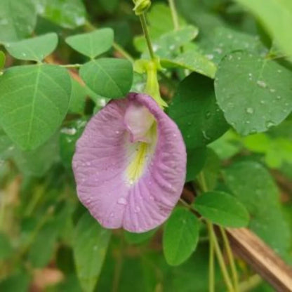 Asian pigeonwings Flowers Plants (Aparajita Pink)