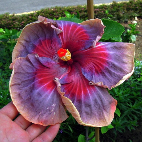 Australian Hibiscus Flowers Plants