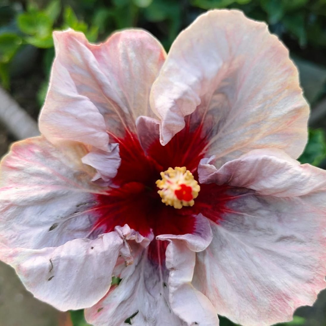 AUSTRILIAN HIBISCUS PLANT [off white and red shed]