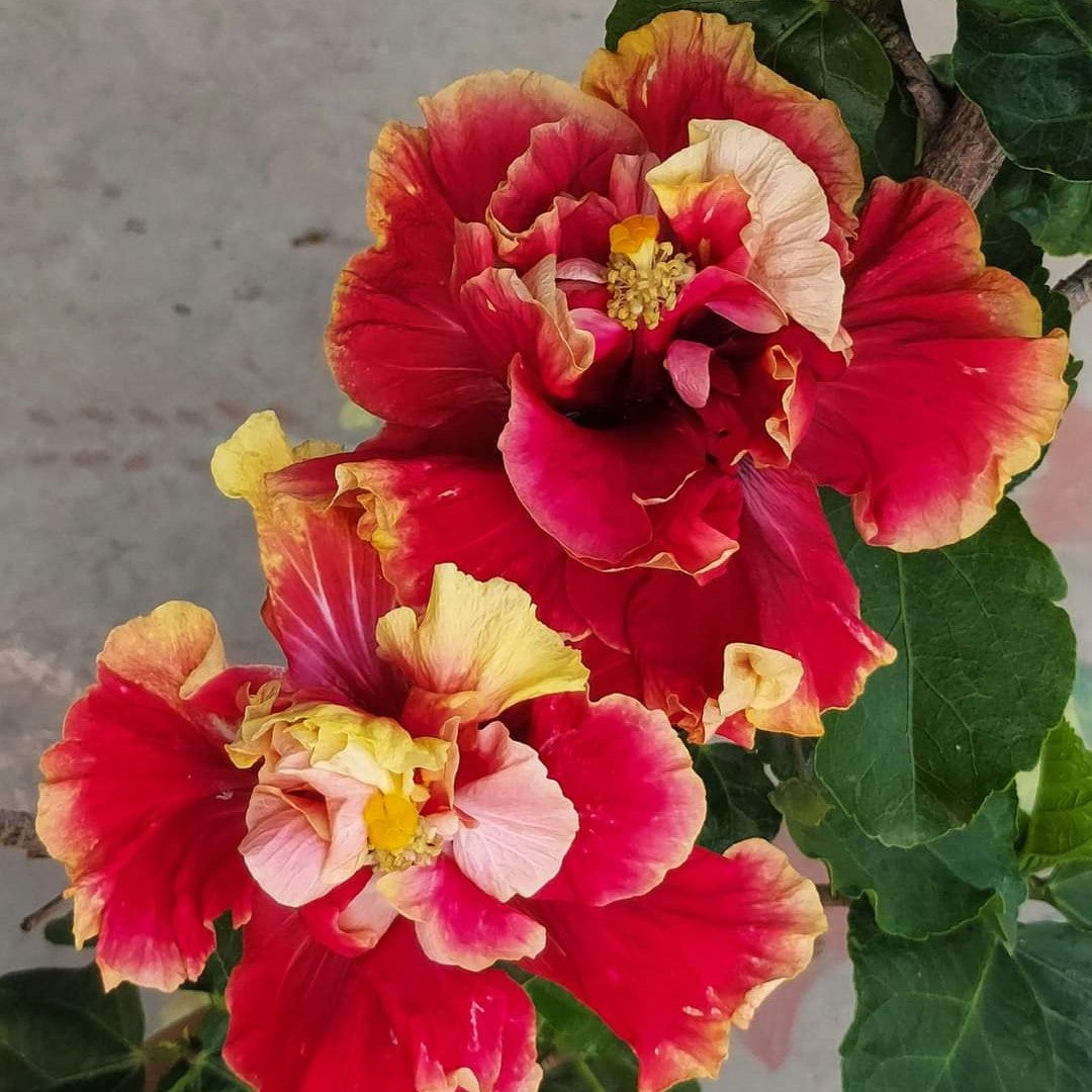 Australian Hibiscus Flowers Plants (double Thoka)