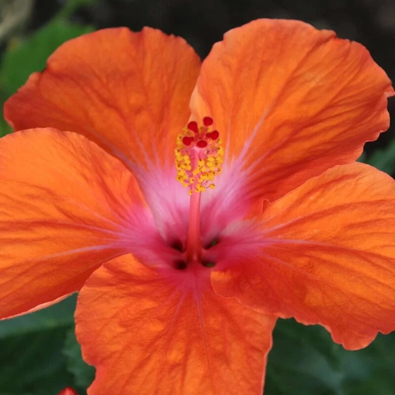 Austrilian Hibiscus (Orange) Plants