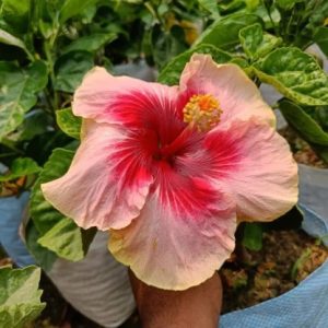 Australia Hibiscus Flowers Plants (valintin)