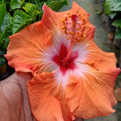 Austrilian Hibiscus (Orange) Plants