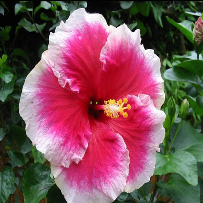 Austrian Hibiscus plants [White and Red Shaded]