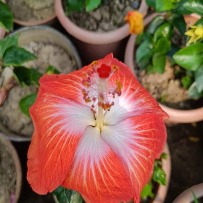 Austrian Hibiscus Plant