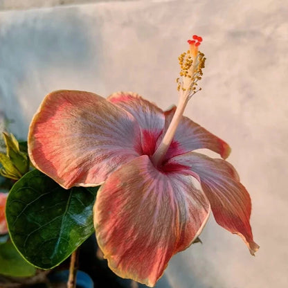 Austrian Hibiscus Flowers Plants