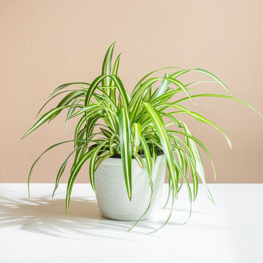 Spider Plants