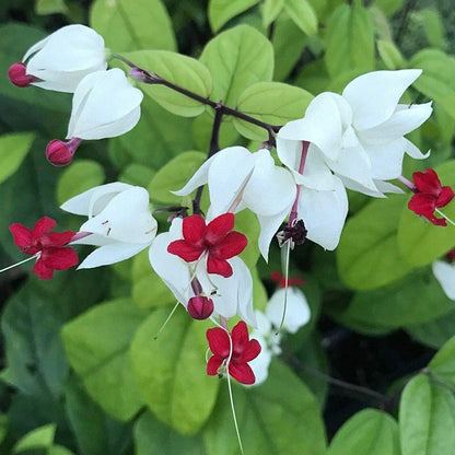 Bleeding Heart Vine White and Red