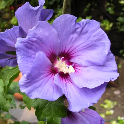 Hybrid Blue Hibiscus Rare one