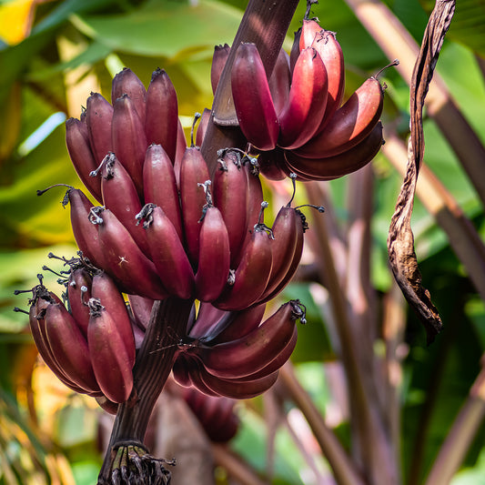 Sweet Red Banana Fruit Plants