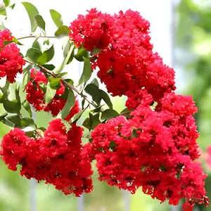 (Red) Furush  Flower Plant