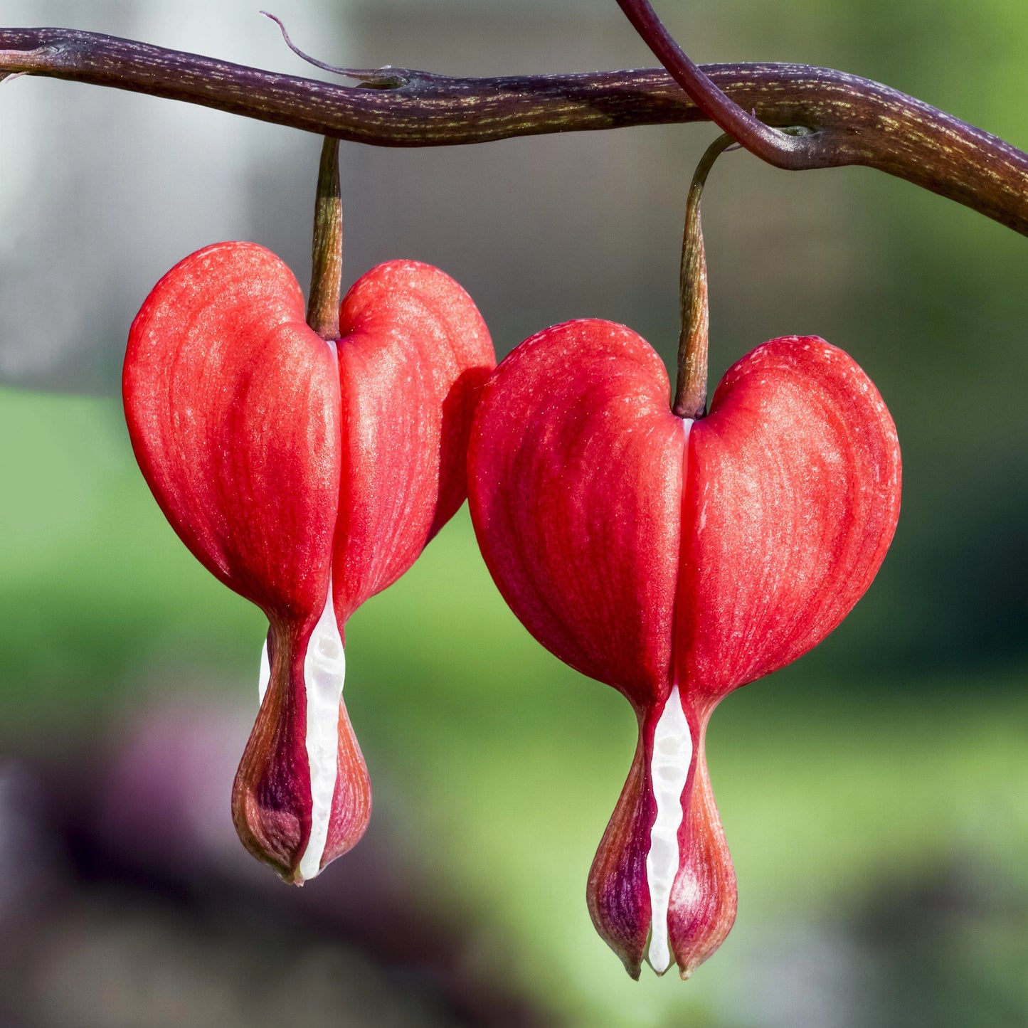 Red Bliding Hard Flowers plants