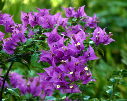 Bougainvillea Flower Plant(PURPLE)