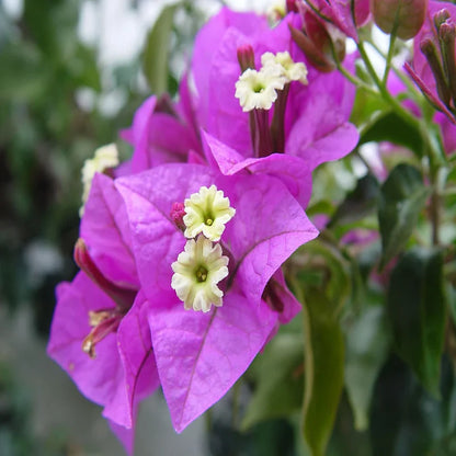 BOUGAINVILLEA FLOWERING PLANT (FORMUSA)