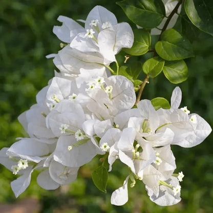 BOUGAINVILLEA WHITE  FLOWERS PLANTS