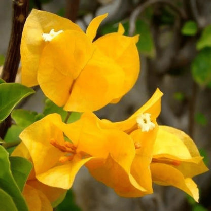 BOUGAINVILLEA YELLOW FLOWERS PLANTS