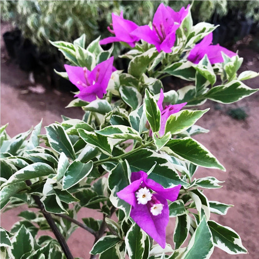 Blueberry Ice Bougainvillea