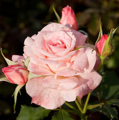 Rose flowers plants (Bridal Pink)