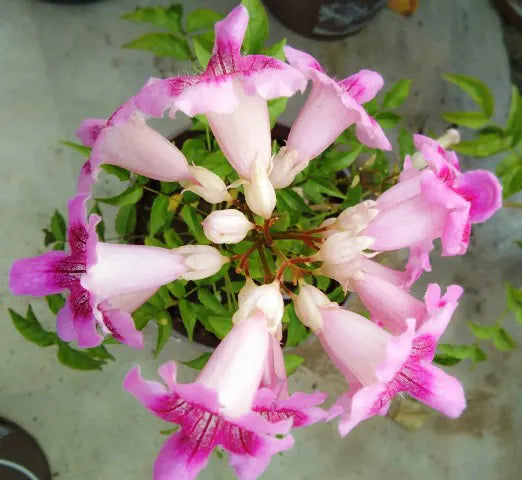 Tecoma Flowers plant (Pink)