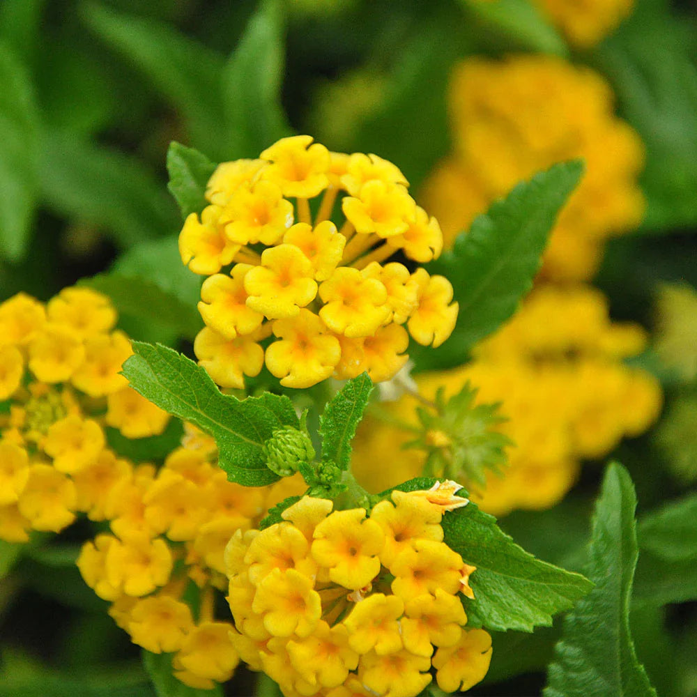 Lantana Flowers Plants (Yellow)