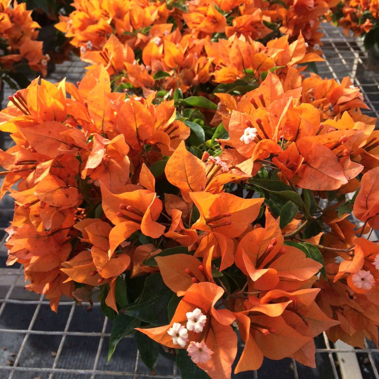 Fireopal Bougainvillea