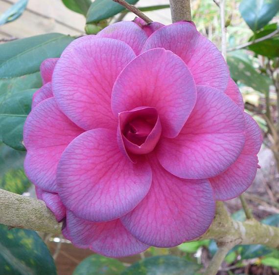 CAMELLIA FLOWERS PLANTS (Purple)