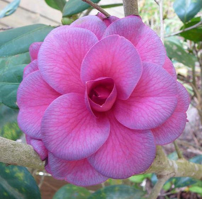 CAMELLIA FLOWERS PLANTS (Purple)