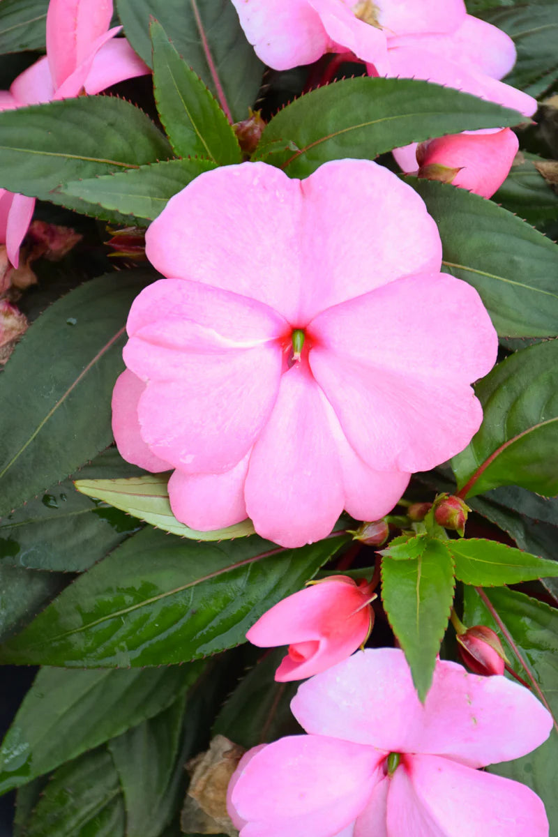 Impatiens Flowers Plants (Pink)