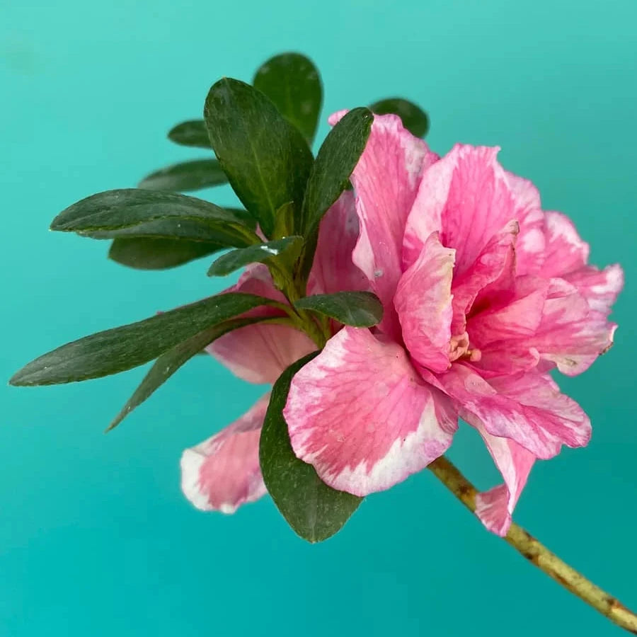 Azalea Flowers Plants (White & Pink)