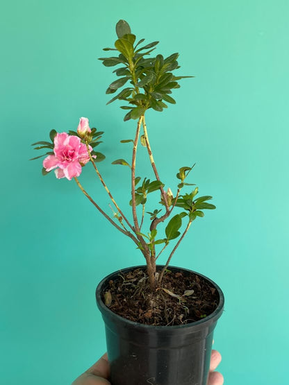 Azalea Flowers Plants (White & Pink)