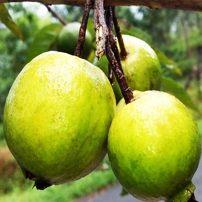 Chinese guava fruit plant