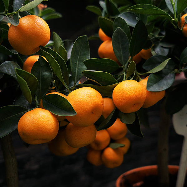 Chinese Santara Orange – Haven plant