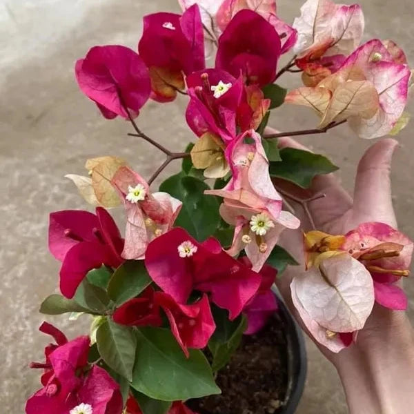 Bougainville (CHITRA) flowers plants