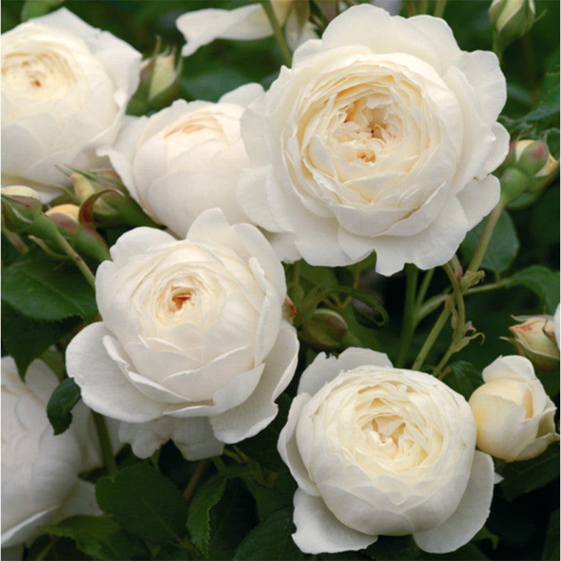 Climbing Rose(White) Flower Plants