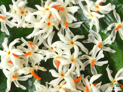 Coral Jasmine Flowers Plants