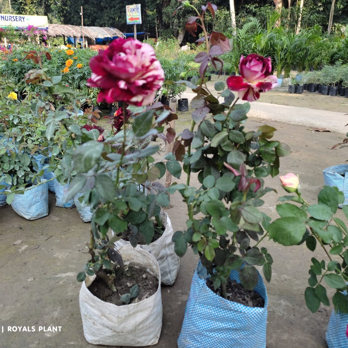 Abracadabra Rose Plant(Grafted)