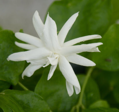 Arabian Jasmine Flowers (BEL FUL)